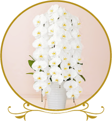 胡蝶蘭のギャラリーへジャンプ